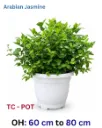 Arabian Jasmine - Jasmine Sambac - OH: 60 cm to 80 cm - TC-Pot - Outdoor Plant