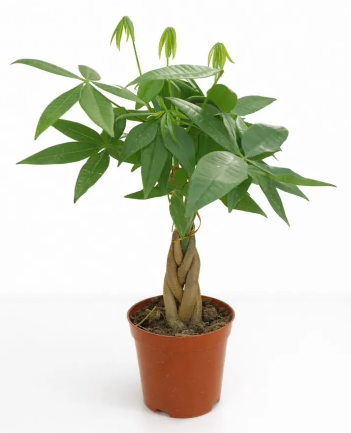 [IP-PAC01J-LOC] Money Tree - Pachira Aquatica - Twisted trunk - One Head  OH: 20 cm to 30 cm Indoor plant