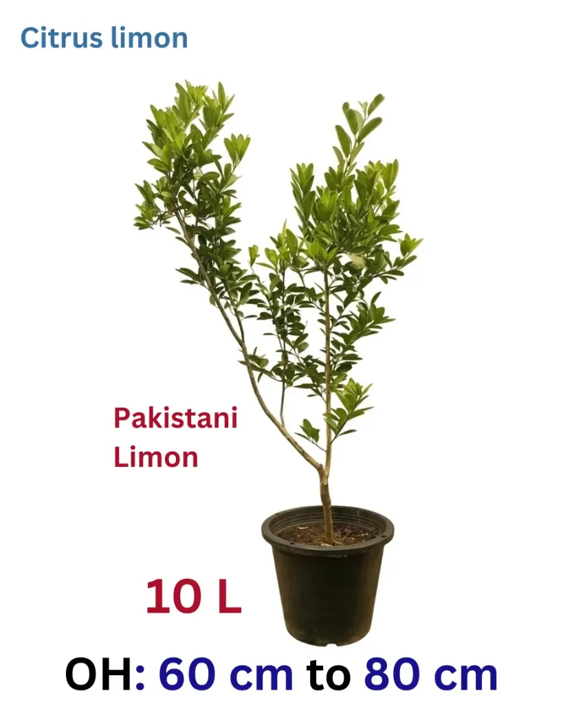 Lemon - Citrus limetta - Pakistani - Bamboo Stick - 10 L - OH: 60 cm to 80 cm - Outdoor Plant