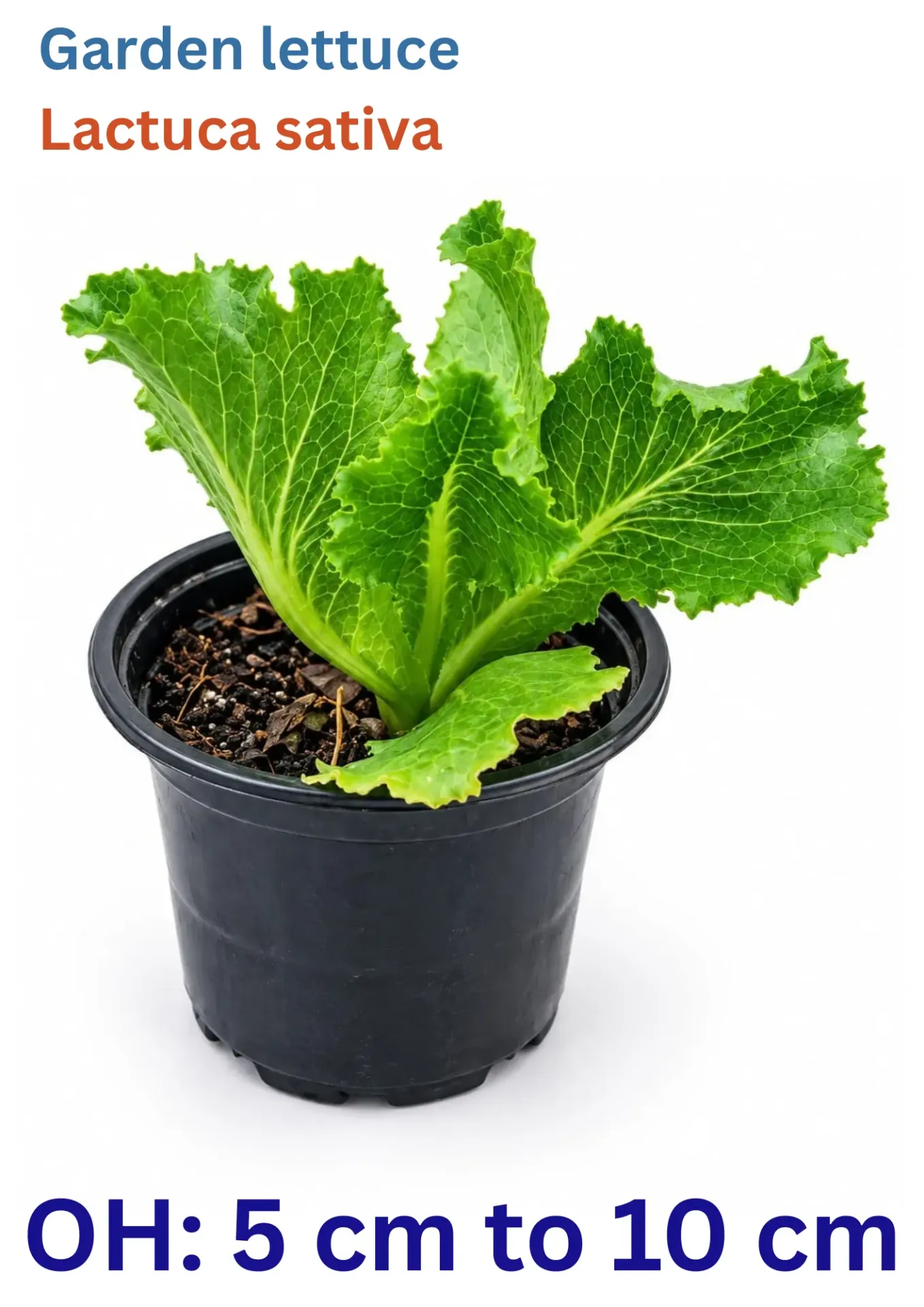 Garden lettuce - Lactuca sativa - OH: 5 cm to 10 cm - Outdoor Plant