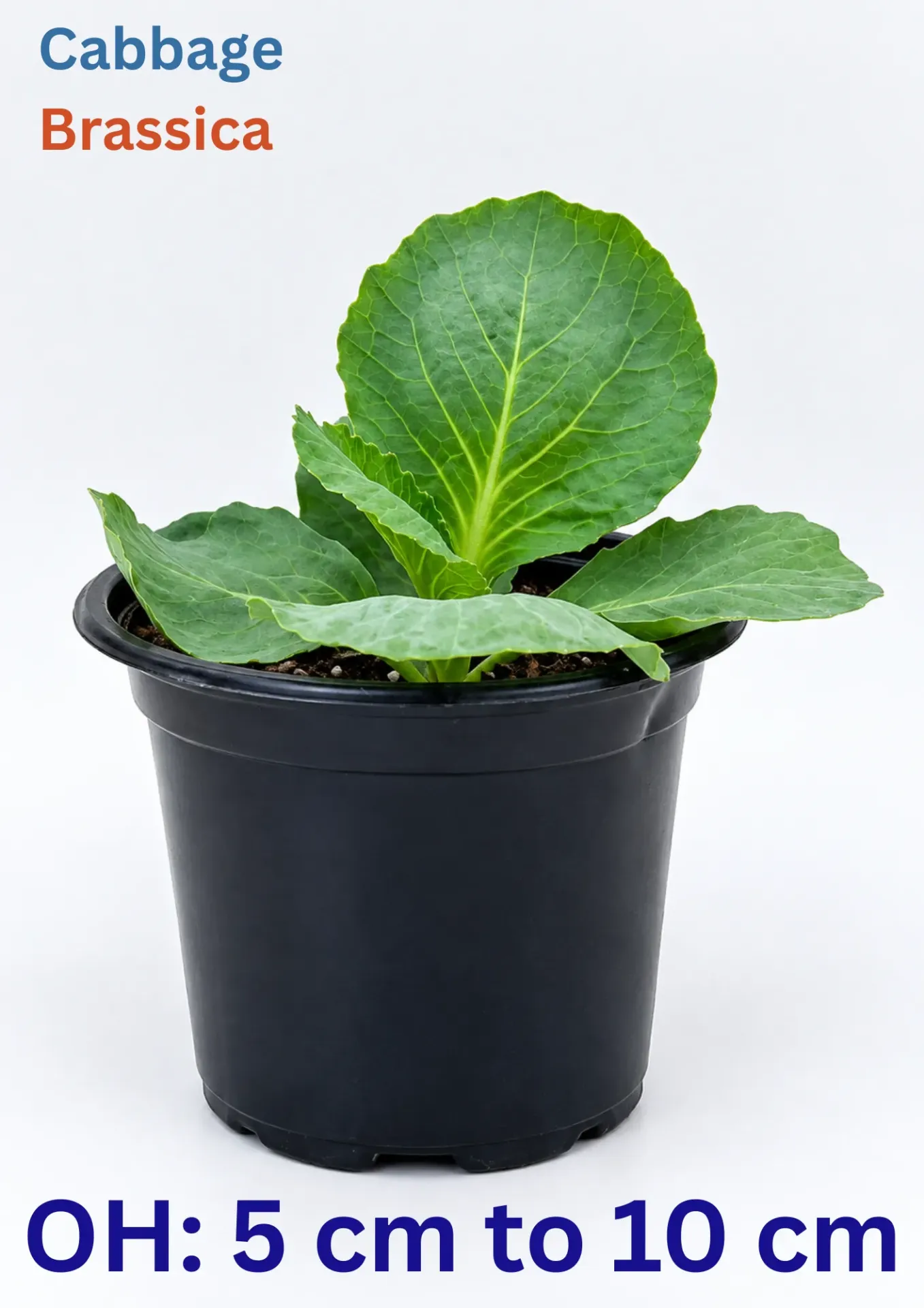 Cabbage -  Brassica Oleracea var. Capitata - OH: 5 cm to 7 cm Outdoor Plant