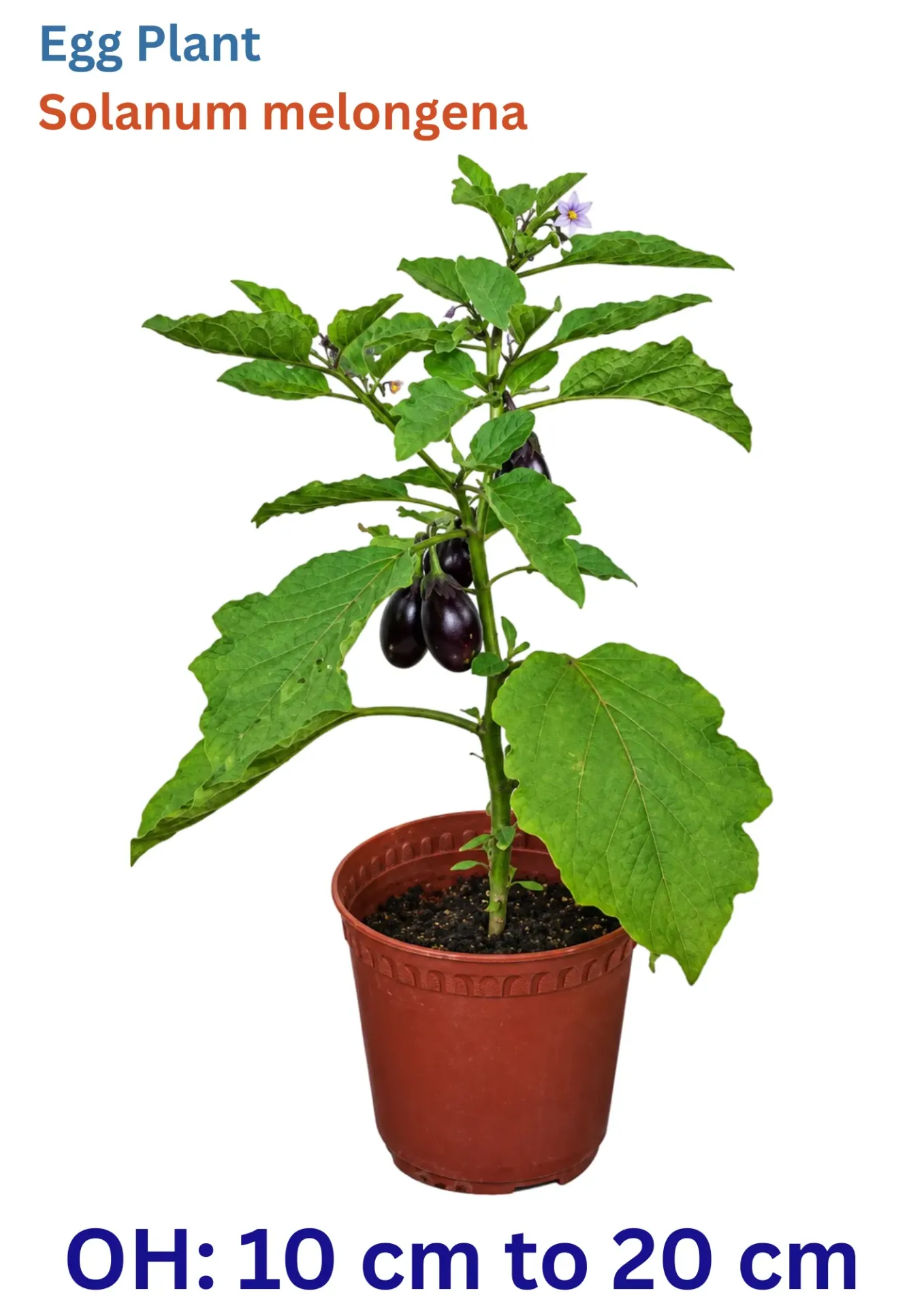 Egg Plant - Solanum Melongena - OH: 10 cm to 20 cm - Outdoor Plant