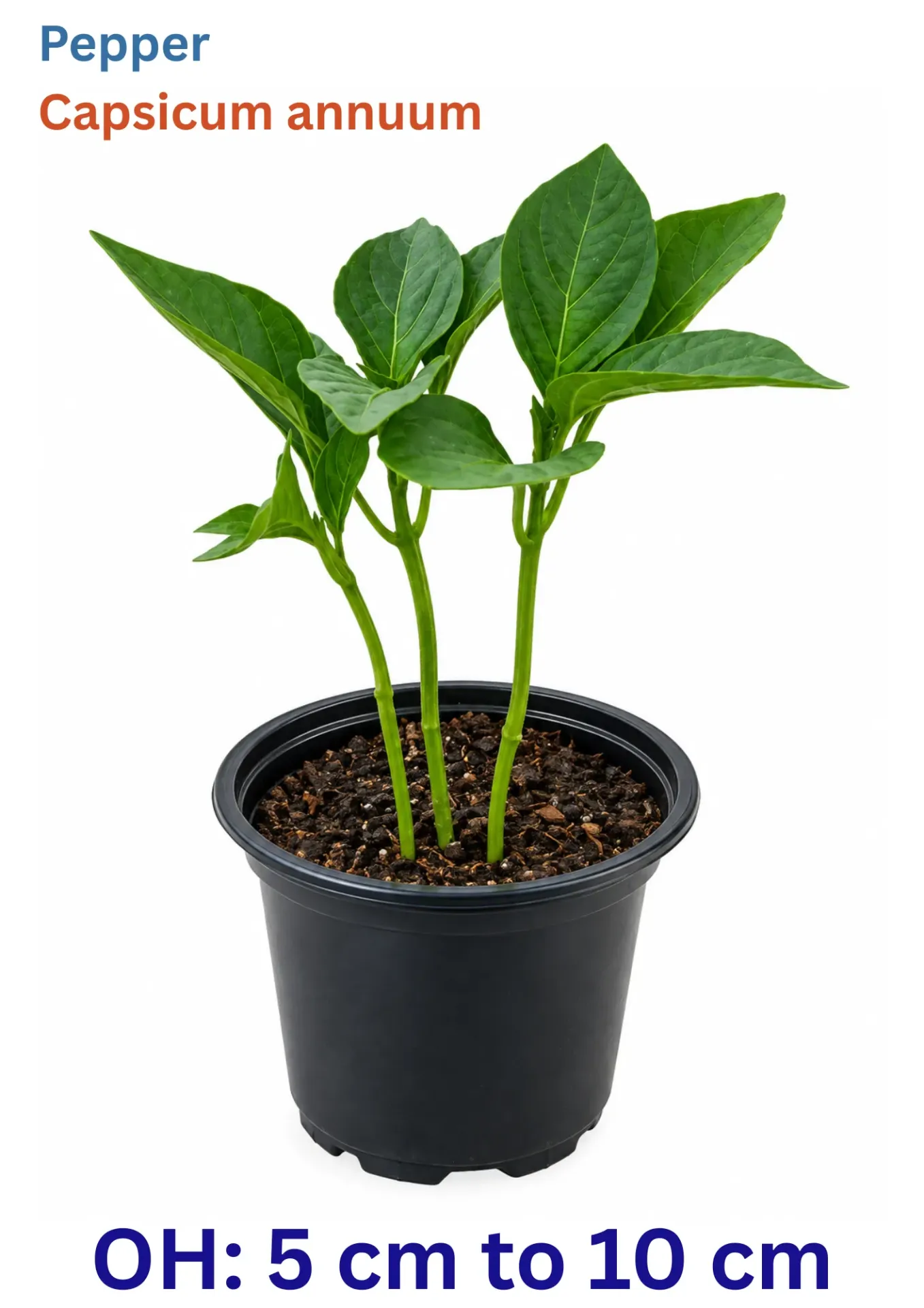 Pepper - Capsicum Annuum - OH: 5 cm to 10 cm - Outdoor Plant