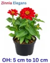 Zinnia -Zinnia Elegans - OH: 5 cm to 10 cm - Outdoor Plant