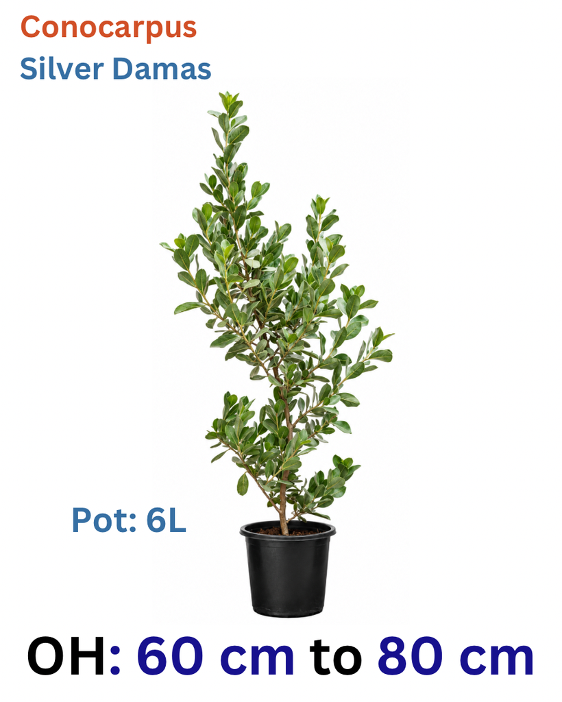 Conocarpus Erectus Silver Damas - OH: 60 cm to 80 cm - P: 6L - Outdoor Plant
