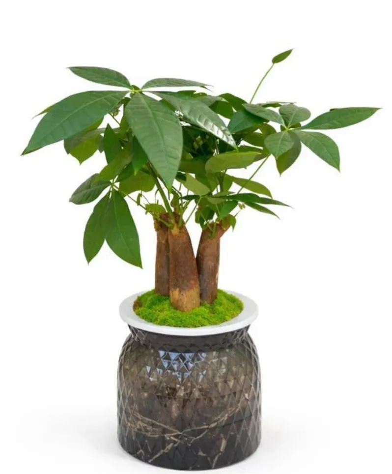 Money Tree - Pachira Aquatica - Hydroponic - 3 Trunks - Designer Pot - OH: 40 cm to 50 cm - Indoor Plant