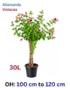 Allamanda Violacea - Allamanda Blanchetii - OH: 100 cm to 120 cm - P: 30L - Outdoor Plant