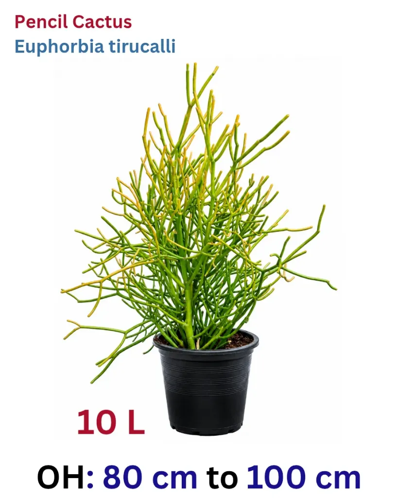 Pencil Cactus - Euphorbia tirucalli - OH: 80 cm to 100 cm - Outdoor Plant