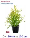 Pencil Cactus - Euphorbia tirucalli - OH: 80 cm to 100 cm - Outdoor Plant