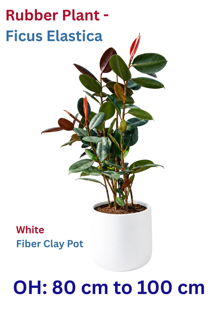 Rubber Plant - Ficus Elastica - 6 Stamp  - OH: 60 cm to 80 cm Indoor Plant - White Fiber Clay Pot