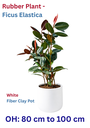 Rubber Plant - Ficus Elastica - 6 Stamp  - OH: 60 cm to 80 cm Indoor Plant - White Fiber Clay Pot