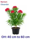 Oleander - Nerium Oleander - OH: 40 cm to 60 cm - Outdoor Plant