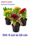 Cock's comb - Celosia Cristata - OH: 5 cm to 10 cm - Outdoor Plant