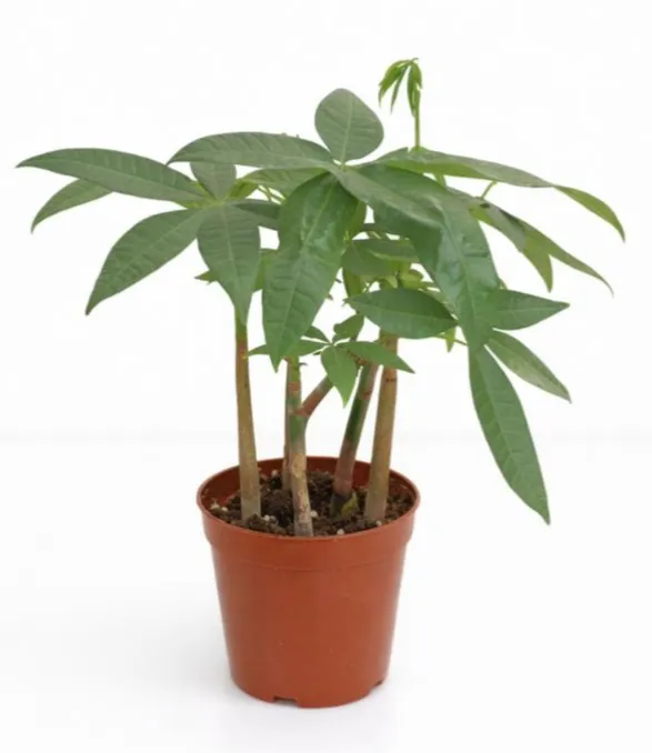 Money Tree - Pachira aquatica - 5 trunk  OH: 20 cm to 30 cm Indoor plant