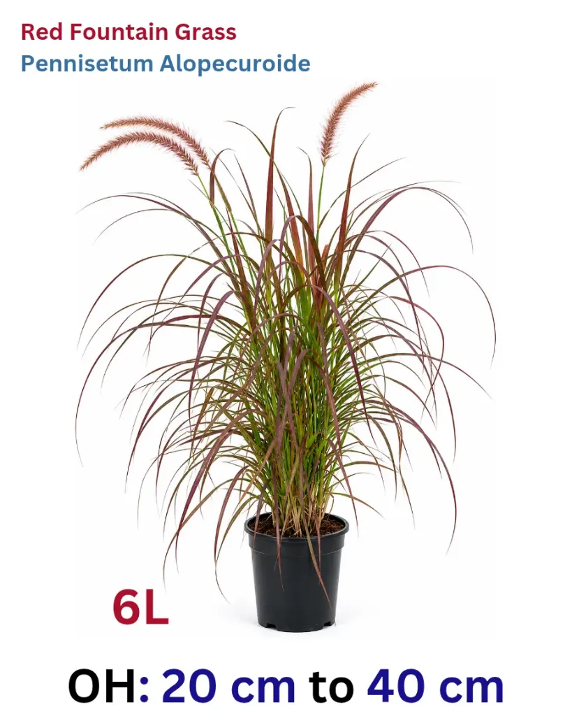 Red Fountain Grass - Pennisetum Alopecuroides - OH: 20 cm to 40 cm - 6L Pot - Outdoor Plant