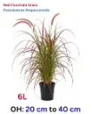 Red Fountain Grass - Pennisetum Alopecuroides - OH: 20 cm to 40 cm - 6L Pot - Outdoor Plant
