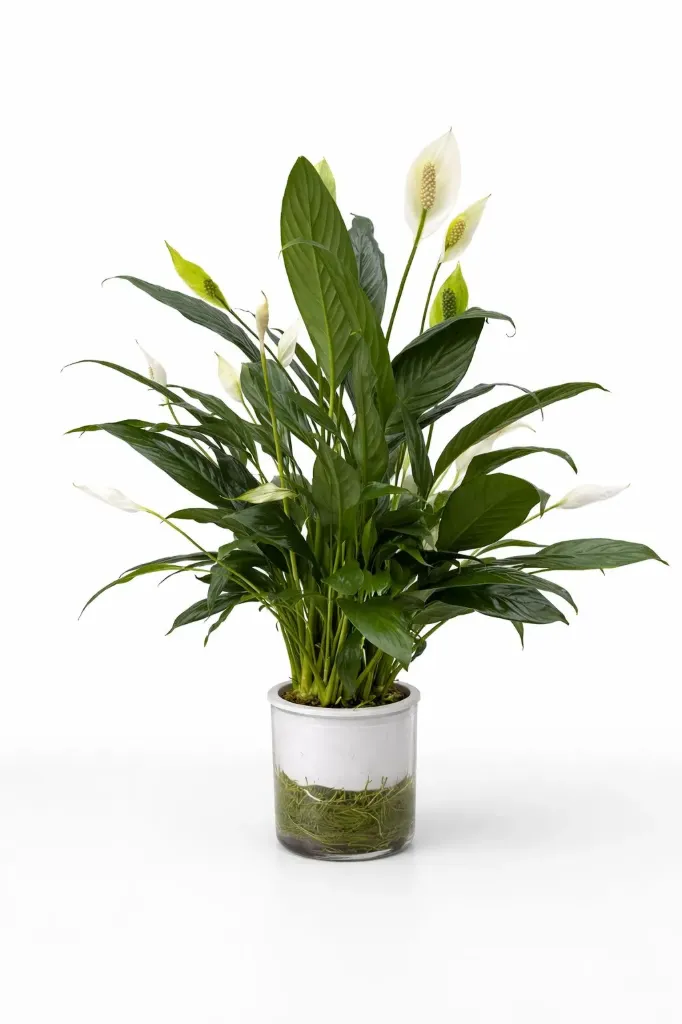 [IP-SPA01A-OC] Peace Lily - Spathiphyllum - Hydroponic - OH: 60 cm to 80 cm Indoor Plant