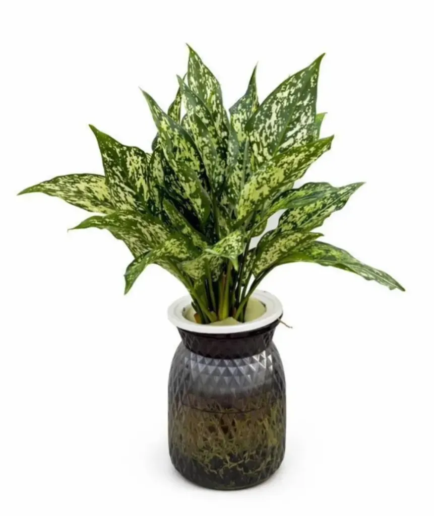 Chinese Evergreen - Aglaonema Snow White - Hydroponic  OH: 40 cm to 50 cm - Indoor Plant