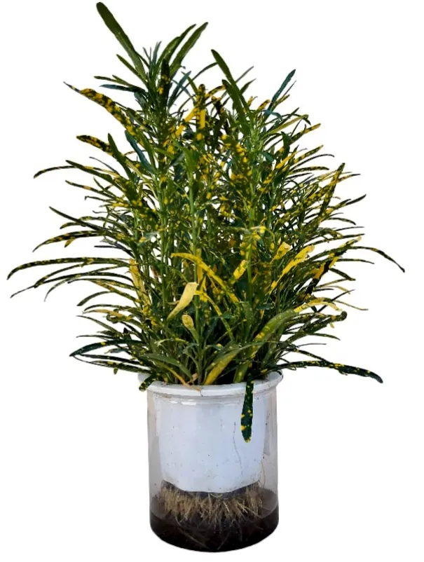 Croton - Codiaeum variegatum - Hydroponic  OH: 50 cm to 60 cm Indoor plant