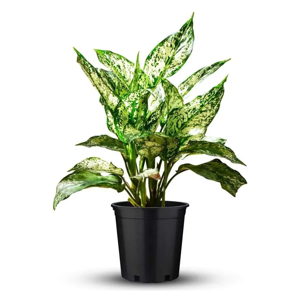 Chinese Evergreen - Aglaonema Gold Dust - OH: 50 cm to 60 cm - Indoor Plant