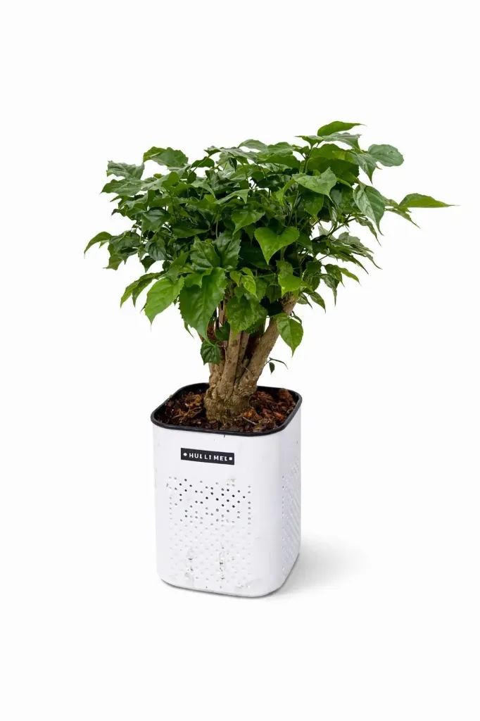 [IP-RAD01D-1HD-LOC] China Doll Plant - RadermacherAsinica - OH: 40 cm to 50 cm - Indoor Plant