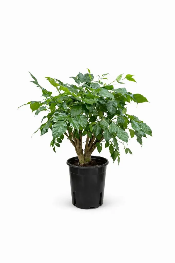 China Doll Plant - Radermachera sinica - 1Head - OH: 50 cm to 60 cm - Indoor Plant