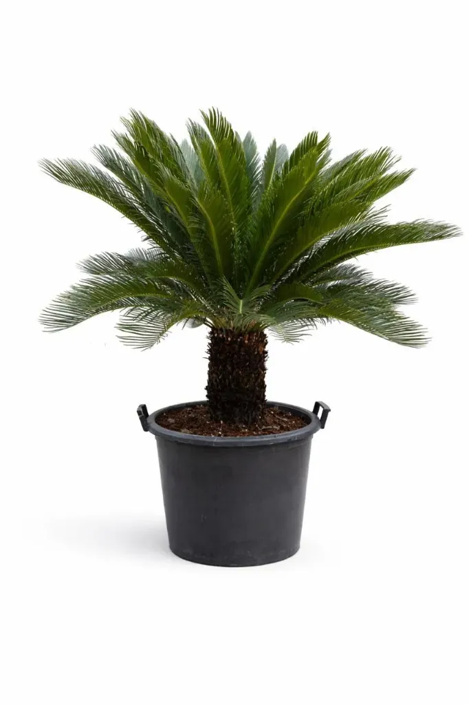 [OP-CYC01B-55L-LOC] Cycas Revoluta - Cycadaceae - Sago Palm OH: 60 cm to 80 cm P: 75L Outdoor Plant