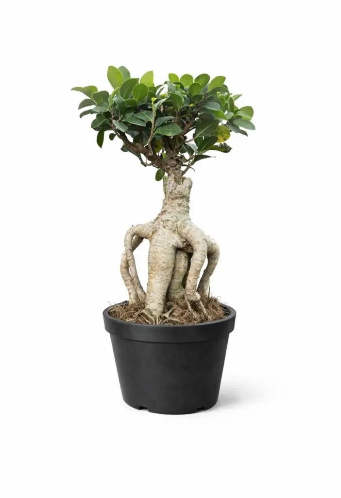 Ficus Panda - Ginseng Ficus Bonsai - OH: 20 cm to 30  cm Outdoor Plant