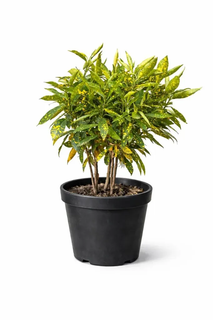 Codiaeum variegatum - Gold Dust Croton - OH: 30 cm to 40  cm - Outdoor Plant