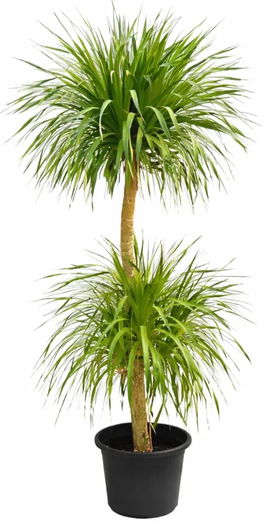 [OP-DRA01B-2H-LOC] Dracaena Draco - Dragon Tree - Two Head - OH: 100 cm to 120 cm Outdoor Plant