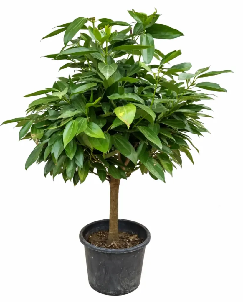 Cinnamon Tree - Cinnamomum verum - OH: 100 cm to 120 cm - Outdoor Plant