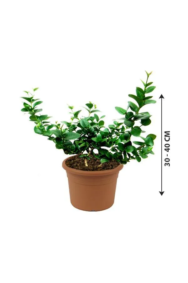 Carissa Spinarum - Bush Plum - OH: 30 cm to 40 cm - Outdoor Plant