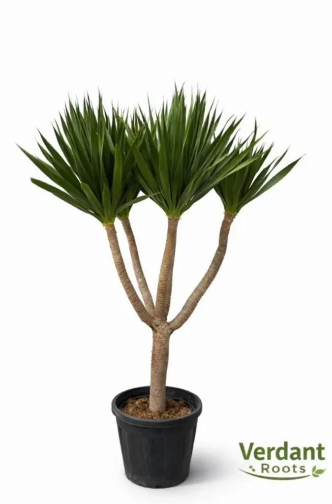 Dragon Tree - Dracaena Arborea - Clear Trunk - 5 Heads - OH: 100 cm to 120 cm Outdoor Plant