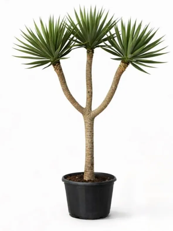 Dragon Tree - Dracaena Arborea - Clear Trunk - 3 Heads - OH: 100 cm to 120 cm Outdoor Plant