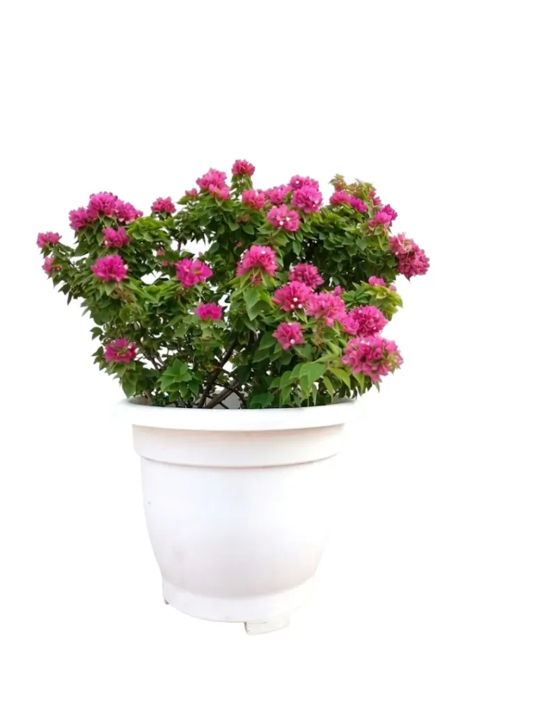 [OP-BOU01N-PINK-LOC] Pink Pixie Bougainvillea - OH: 40 cm to 60 cm - TC Pot - Flowering - Outdoor Plant