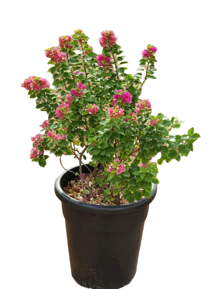 Pink Pixie Bougainvillea - OH: 60 cm to 80 cm - 30L Pot - Outdoor Plant