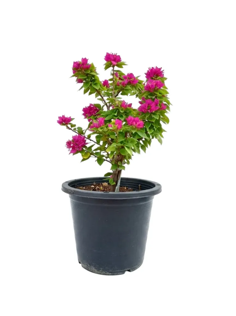 [OP-BOU01L-PINK-LOC] Pink Pixie Bougainvillea - OH: 40 cm to 50 cm - 10L Pot - Flowering - Outdoor Plant