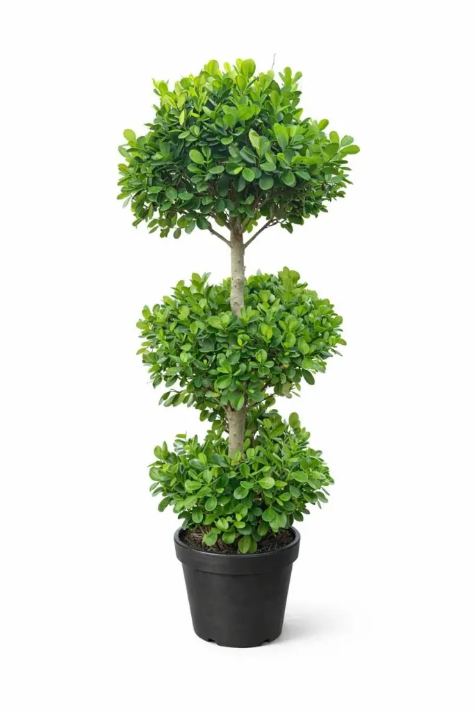 [OP-FIC01H-3H-LOC] Ficus panda - Ficus retusa 'Panda 3 Head - OH: 100 cm to 120  cm Outdoor Plant
