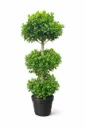 Ficus panda - Ficus retusa 'Panda 3 Head - OH: 100 cm to 120  cm Outdoor Plant