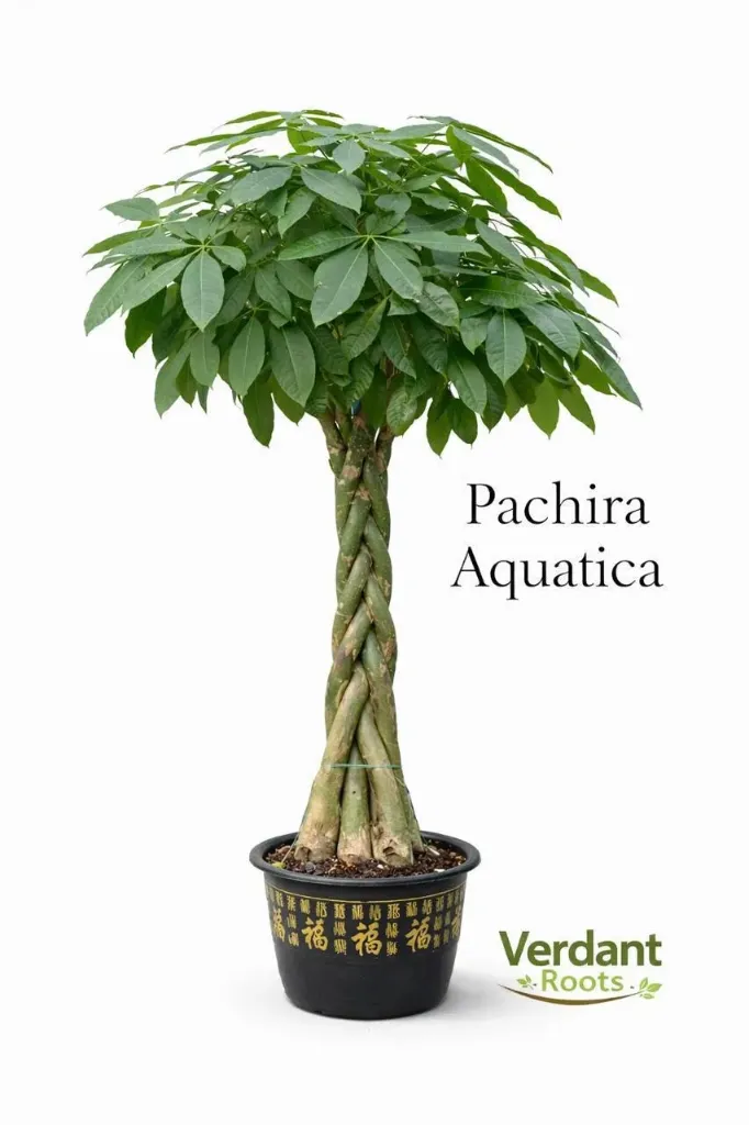 [IP-PAC01M-LOC] Money Tree - Pachira aquatica - Twisted trunk - One Head  OH: 140 cm to 160cm Indoor plant