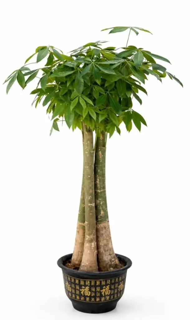[IP-PAC01L-LOC] Money Tree - Pachira aquatica - 3 trunks - OH: 140 cm to 160cm Indoor plant