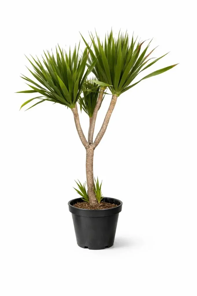 [OP-DRA01M-LOC] Dragon Tree - Dracaena Arborea - Clear Trunk  4 Heads - OH: 100 cm to 120 cm Outdoor Plant