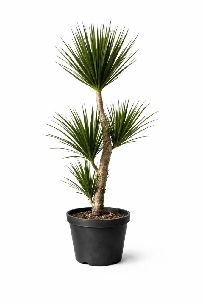 [OP-DRA01L-LOC] Dragon Tree - Madagascar Dragon Tree - Clear Trunk - Multi Heads - OH: 140 cm to 160 cm Outdoor Plant