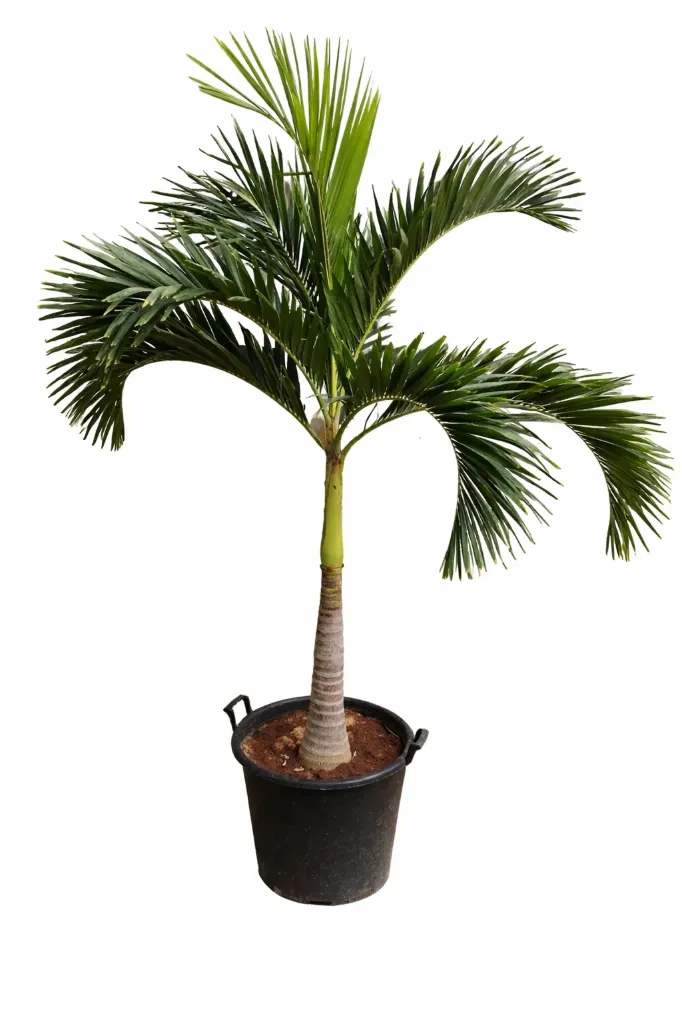 Veitchia Palm  - OH: 100 cm 150 cm Outdoor Plant