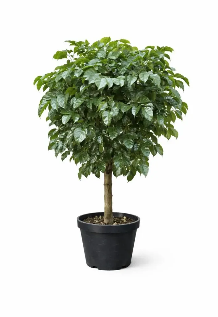 [IP-RAD01F-1HD-LOC] China Doll plant - Radermachera sinica - OH: 120 cm to 140 cm - One Head - Indoor Plant