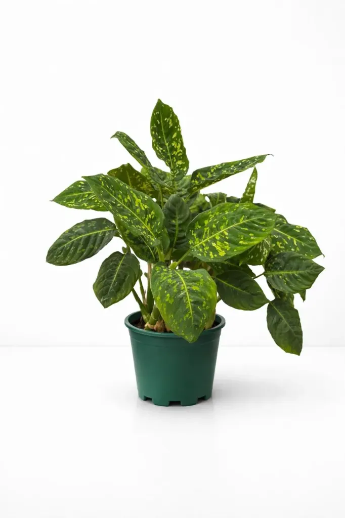 [IP-DIE01D-LOC] Dumb Cane - Dieffenbachia 'Reflector - OH: 40 cm to 50 cm Indoor plant